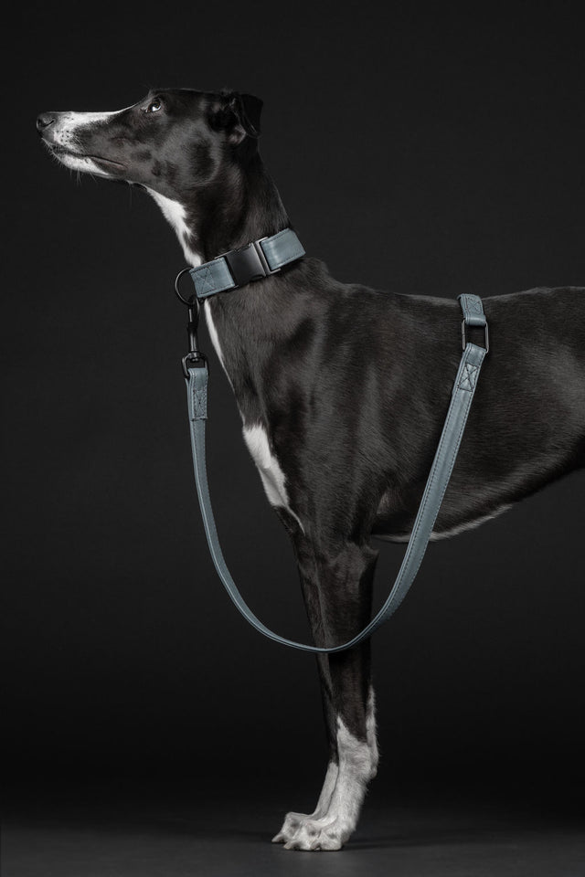 The perfect city leash